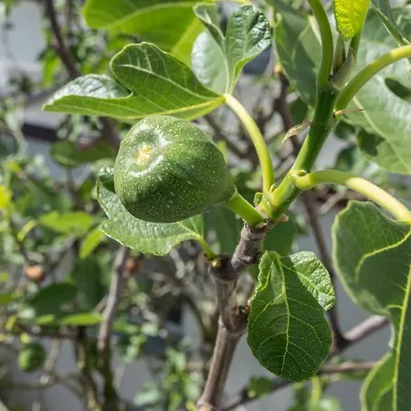 Garni Zur Issel Guest house 3*