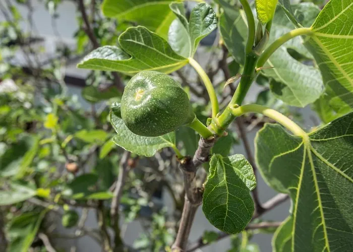 Garni Zur Issel Vendégház 3*